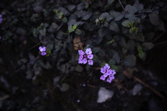 Purple flowers