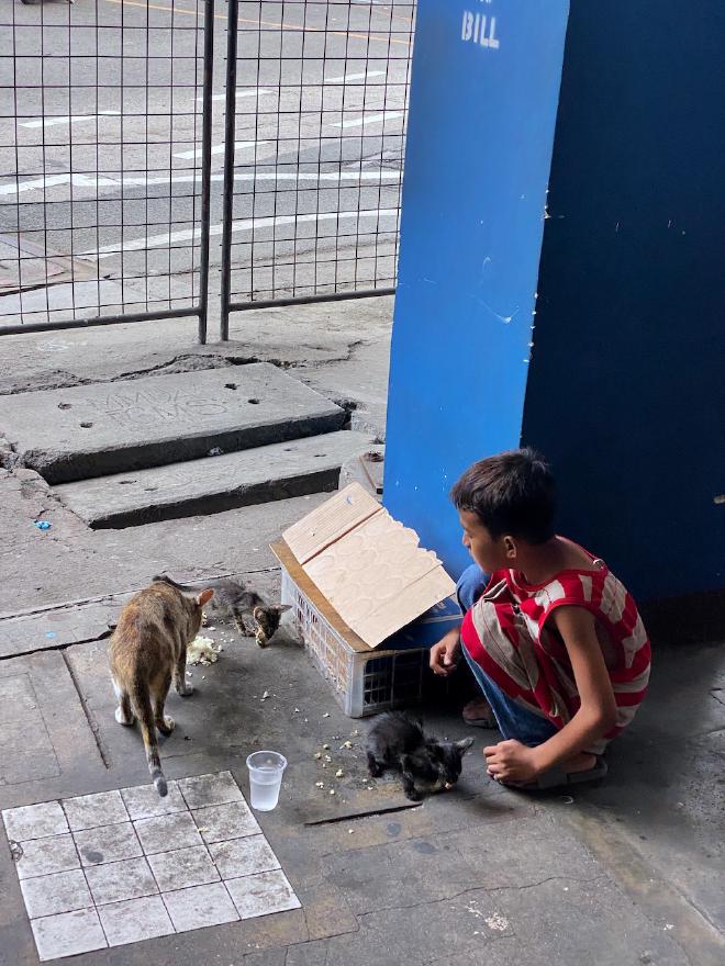 Poor boy feeds cats