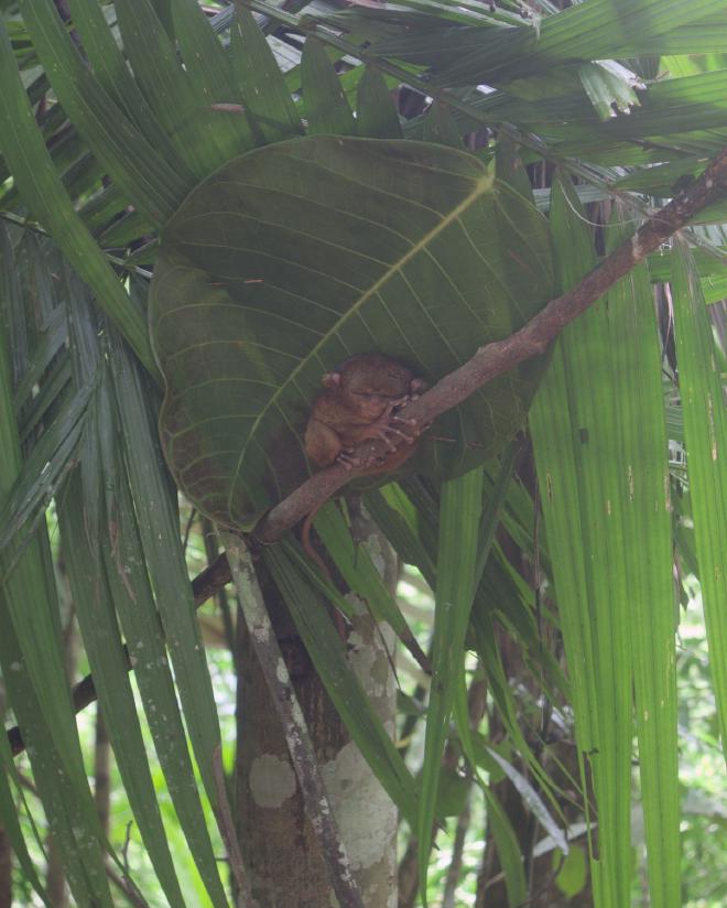 Tarsier